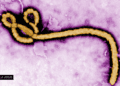 Trump Administration Plans Ebola Care Facility for Americans Exposed in Kenya